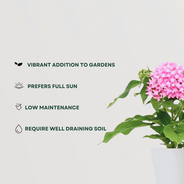 Pentas pink flowering plant